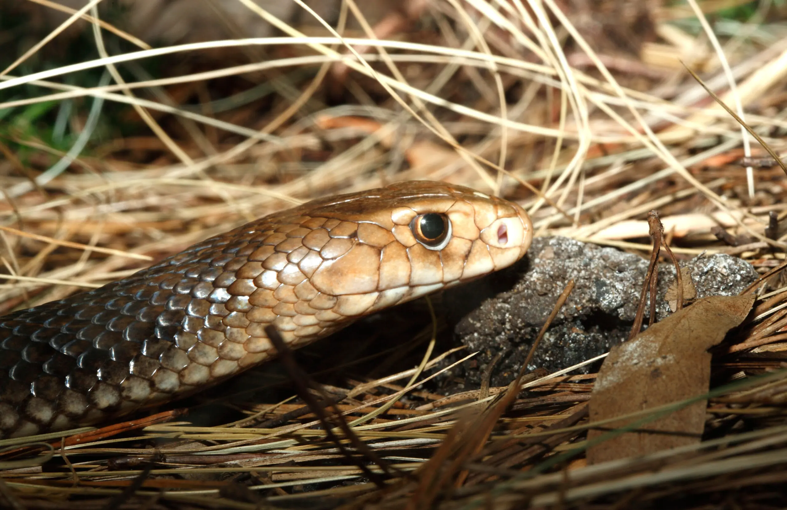 size-full wp-image-1263192398