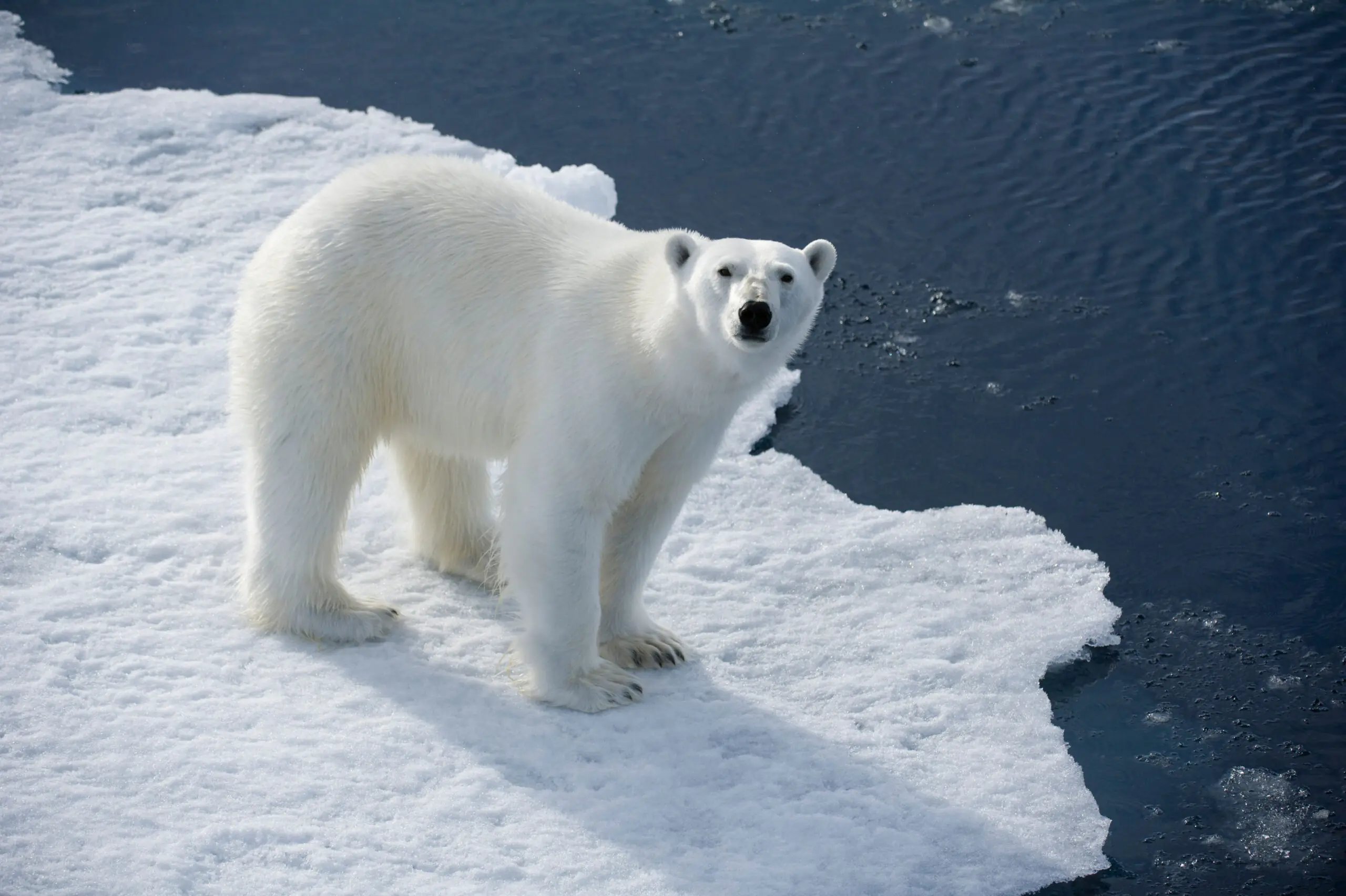 size-full wp-image-1263190305