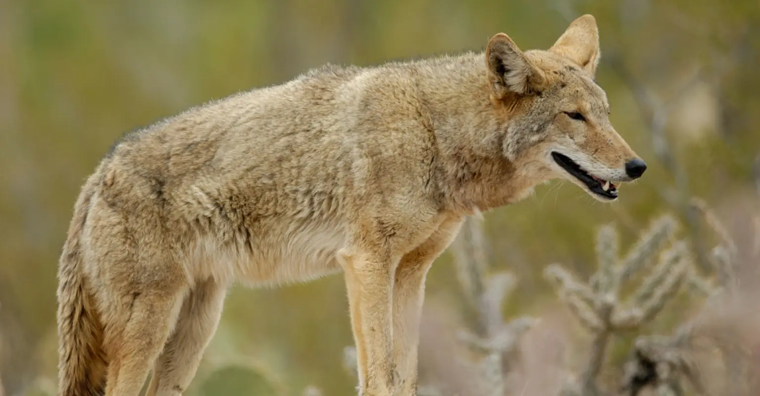 Family says its beloved dog was killed by deer hunter after being mistaken for a coyote