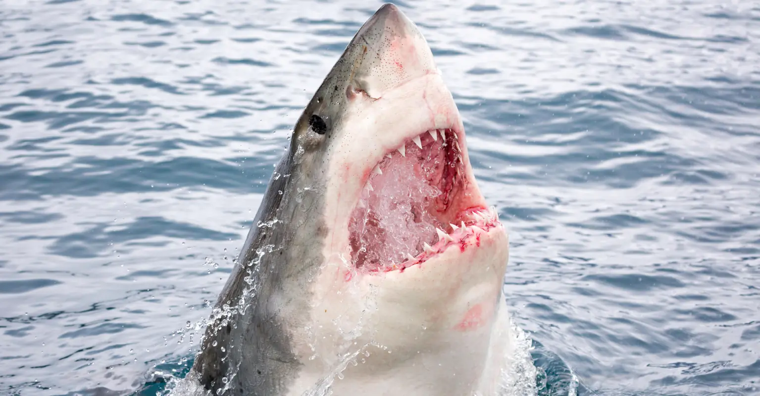 wp-image-1263191936 size-full