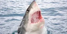 wp-image-1263191936 size-full