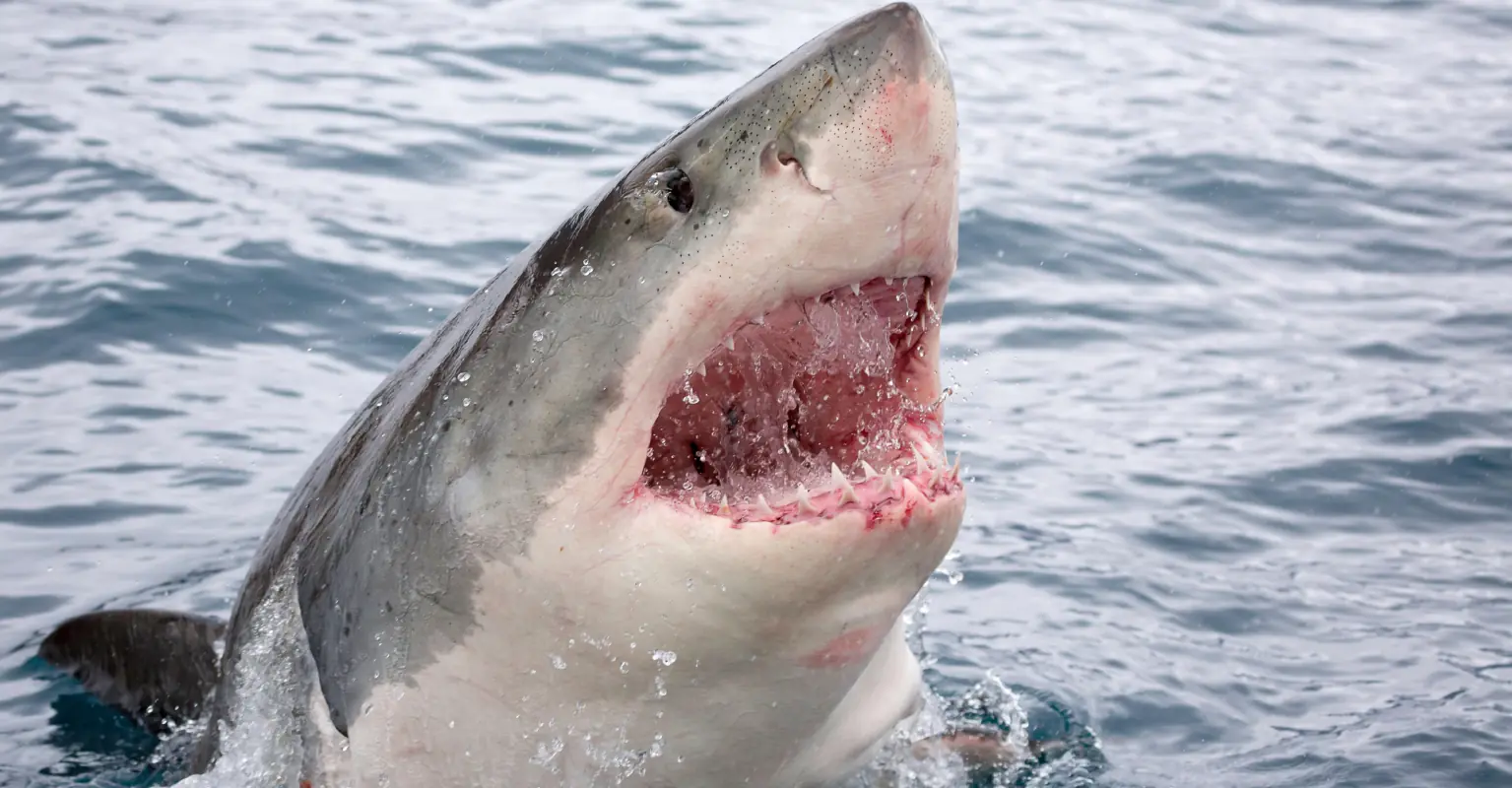 Great white shark decapitates diver in front of fisherman