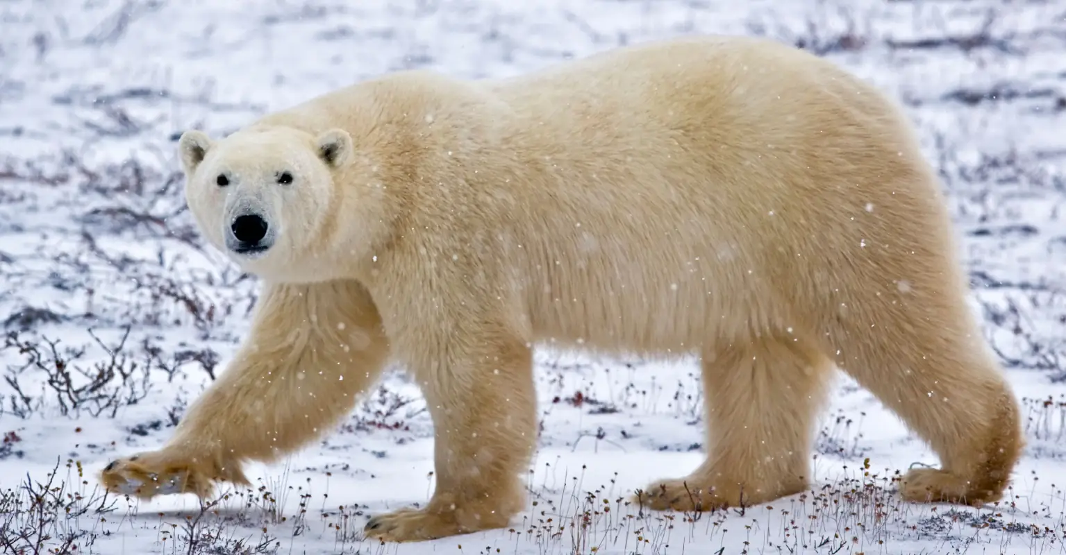 Mom, 24, and baby son killed in polar bear attack