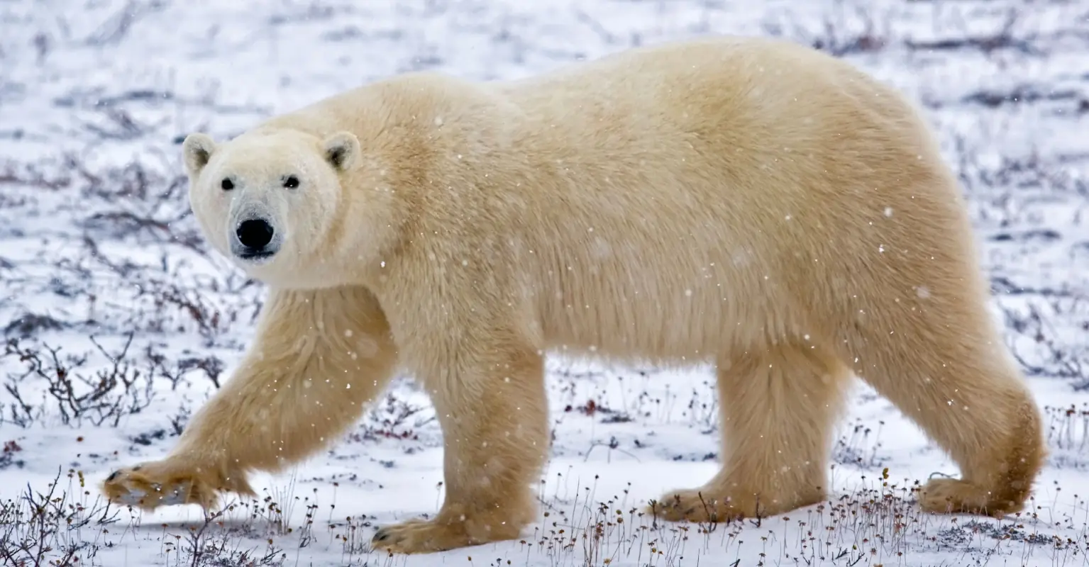 Mom, 24, and baby son killed in polar bear attack