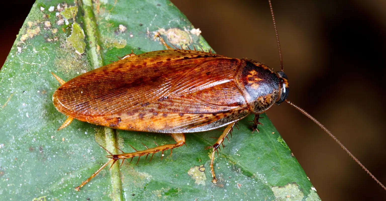 Zoo lets you name a cockroach after your ex for Valentine's Day