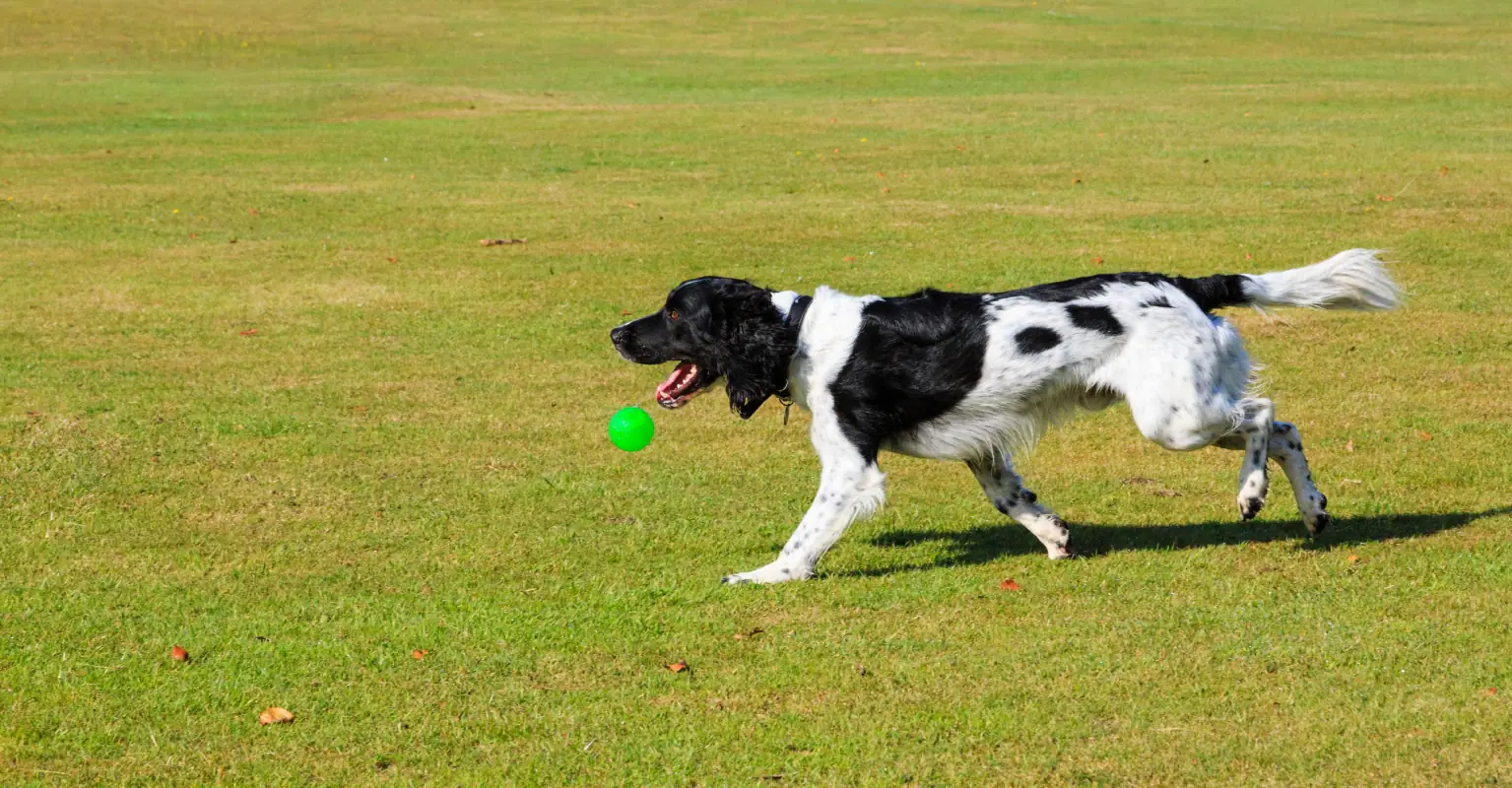 Woman urged to leave boyfriend after she shared footage of him playing with her dog