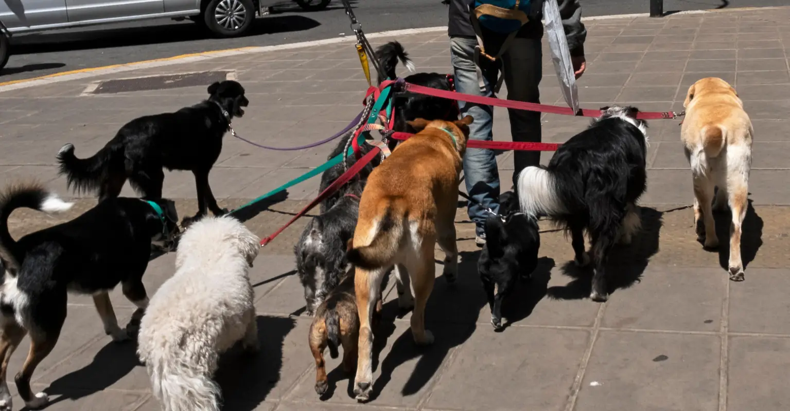Dogwalker dies from 'multiple bites to the neck' after being attacked by 8 dogs she was walking