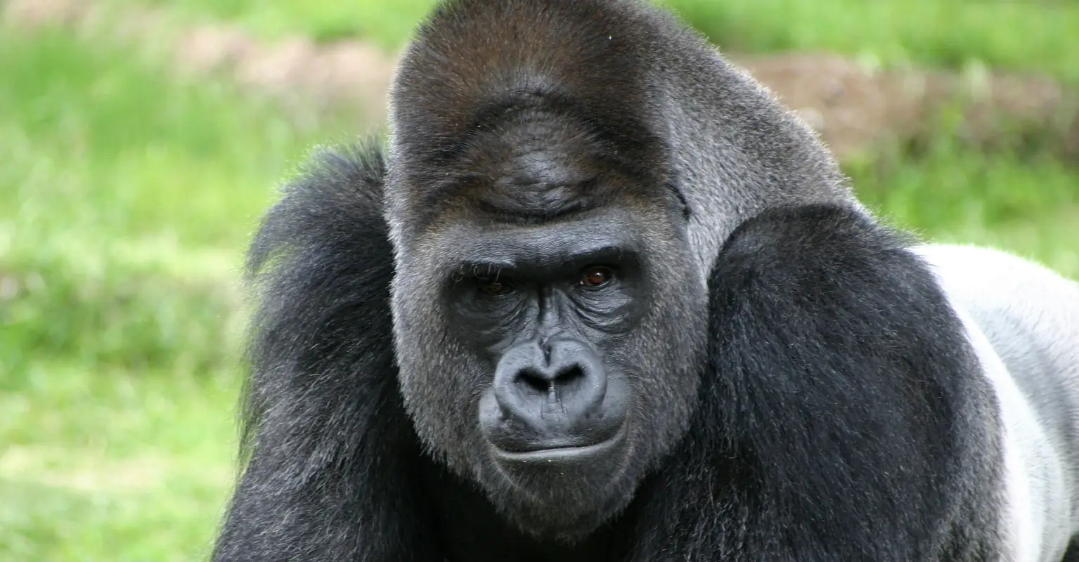 Parents are mortified as gorillas mate in front of kids at zoo
