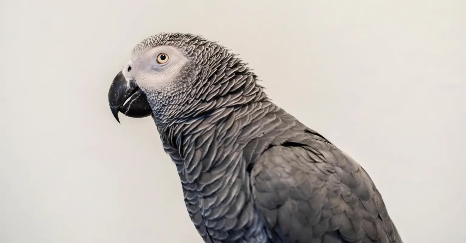 Man's pet parrot kept repeating his chilling 'last words' after reportedly witnessing his murder