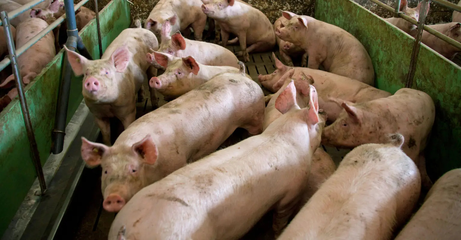 Pig kills cleaver-wielding butcher at slaughterhouse