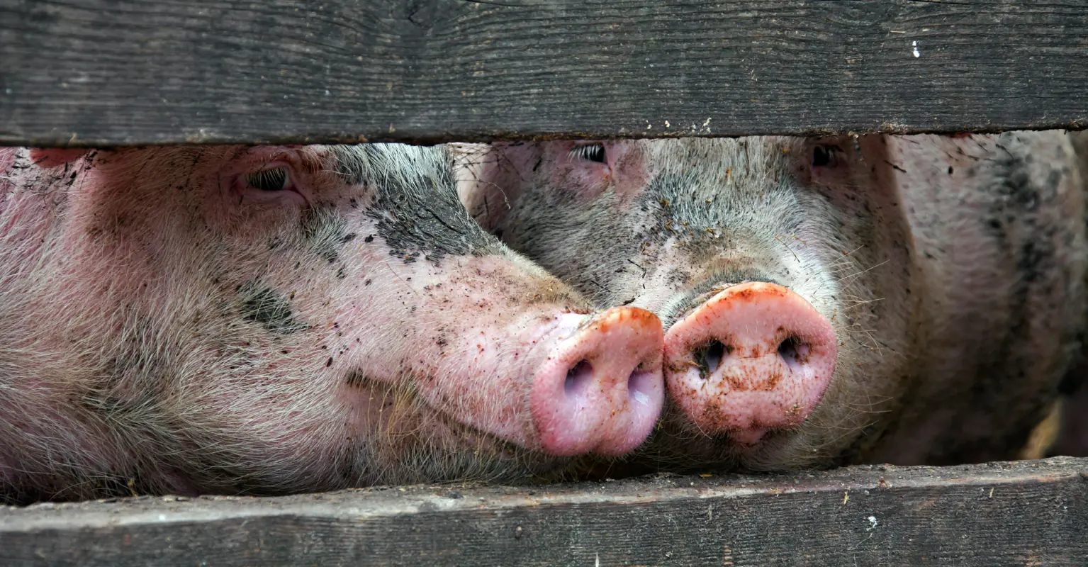 wp-image-1263191887 size-full