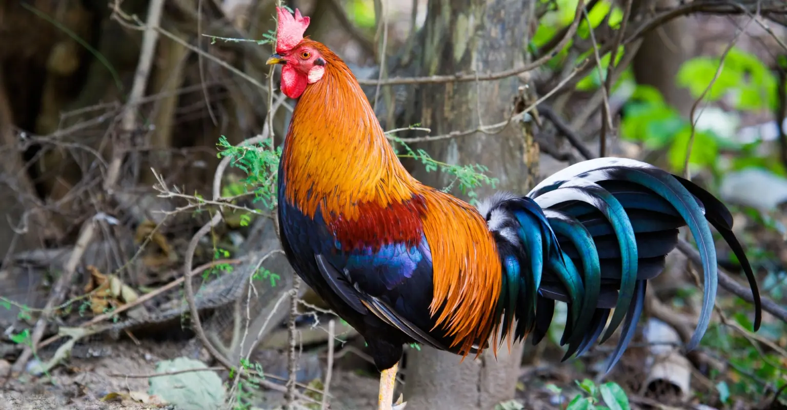 Two men killed by knife-wielding roosters during cockfighting event