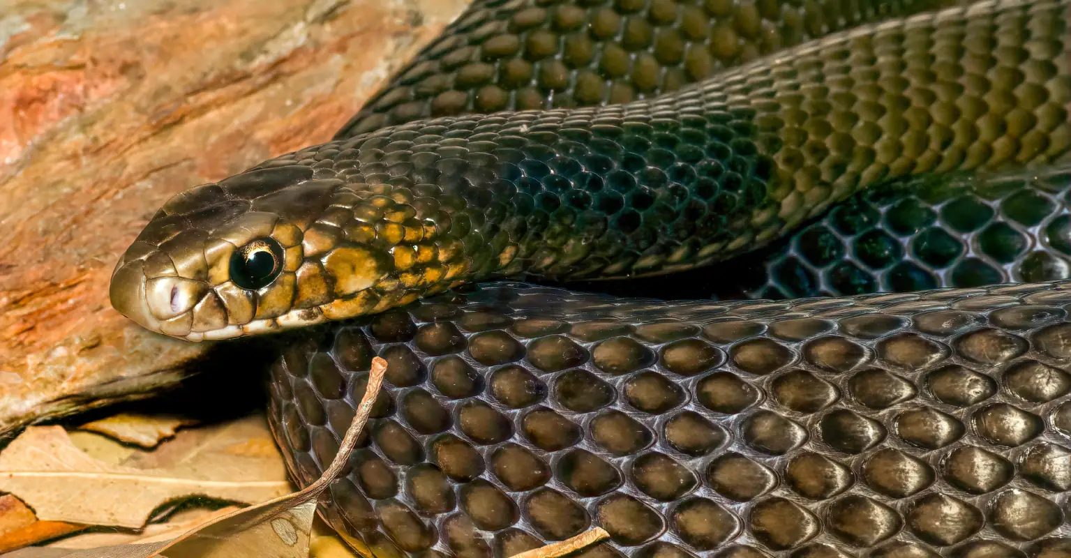 Father-of-2 reportedly dies from snake bite in front of wife before paramedics arrive