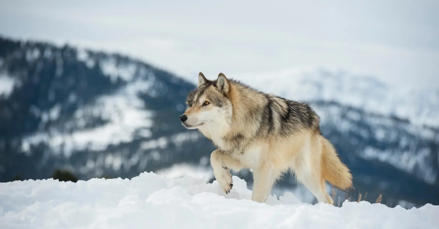 Man who spent $23,000 to 'become a wolf' insists he is 'not a monster'