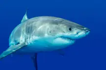 size-full wp-image-1263196647