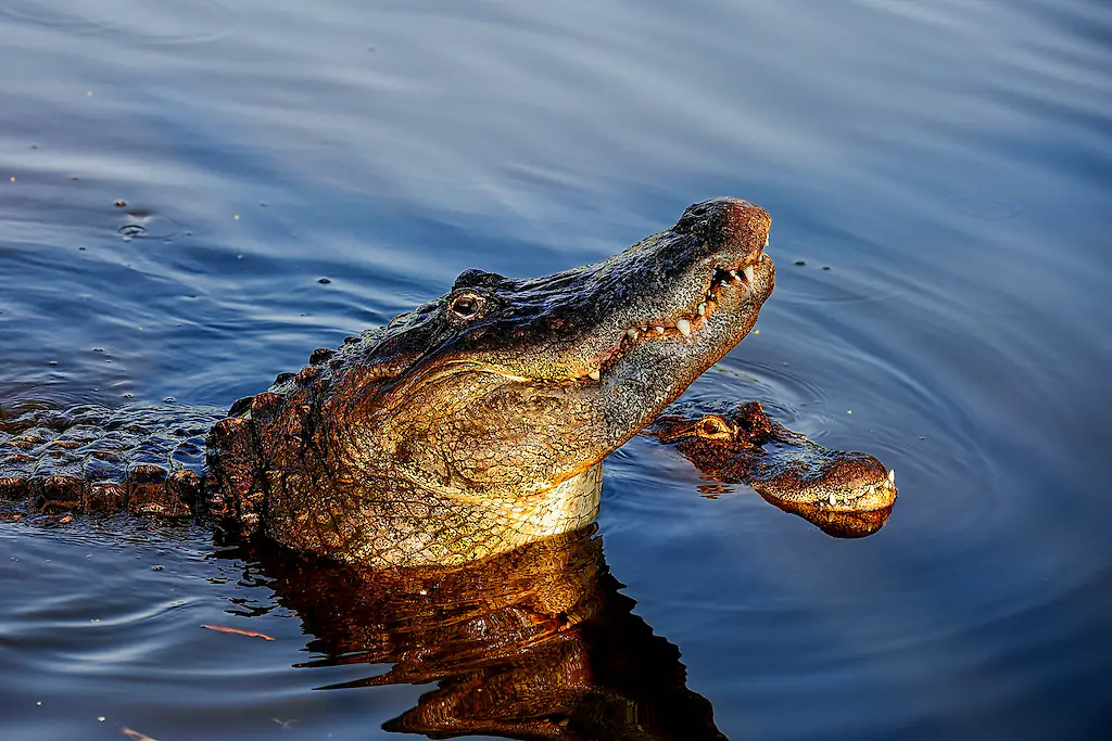 size-full wp-image-1263196223