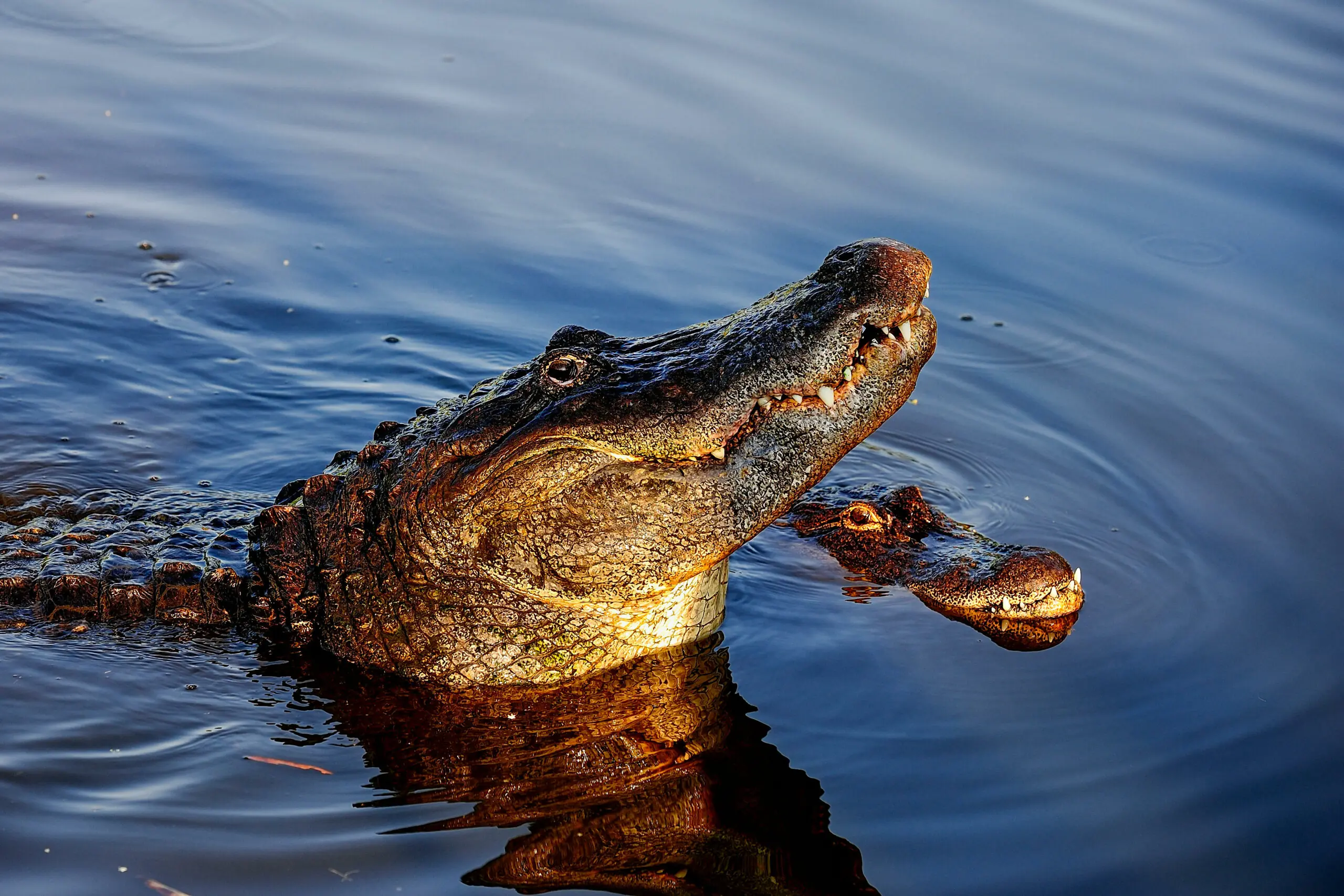 size-full wp-image-1263196223