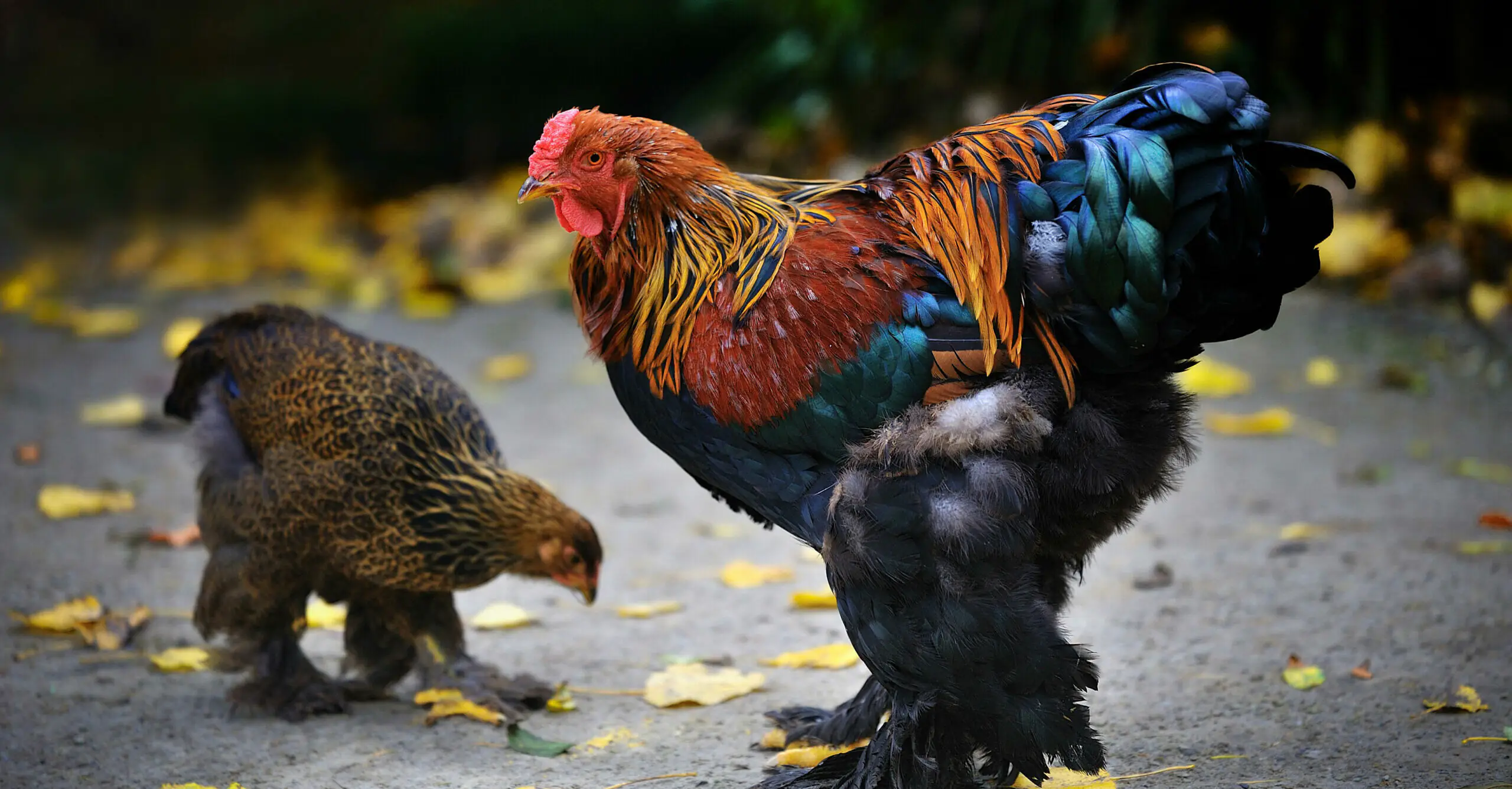 Man, 67, killed by violent chicken