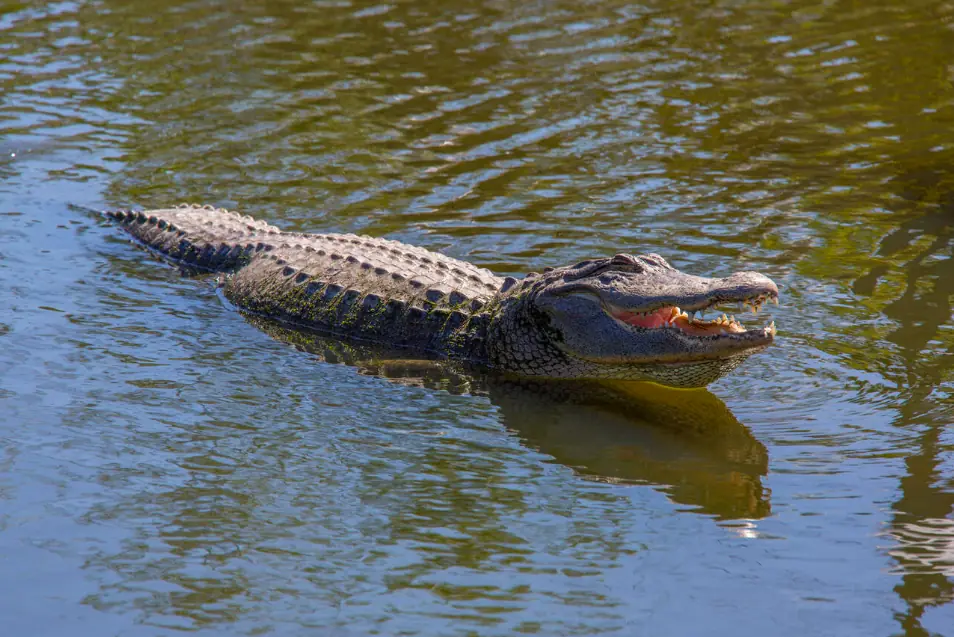 size-full wp-image-1263196221