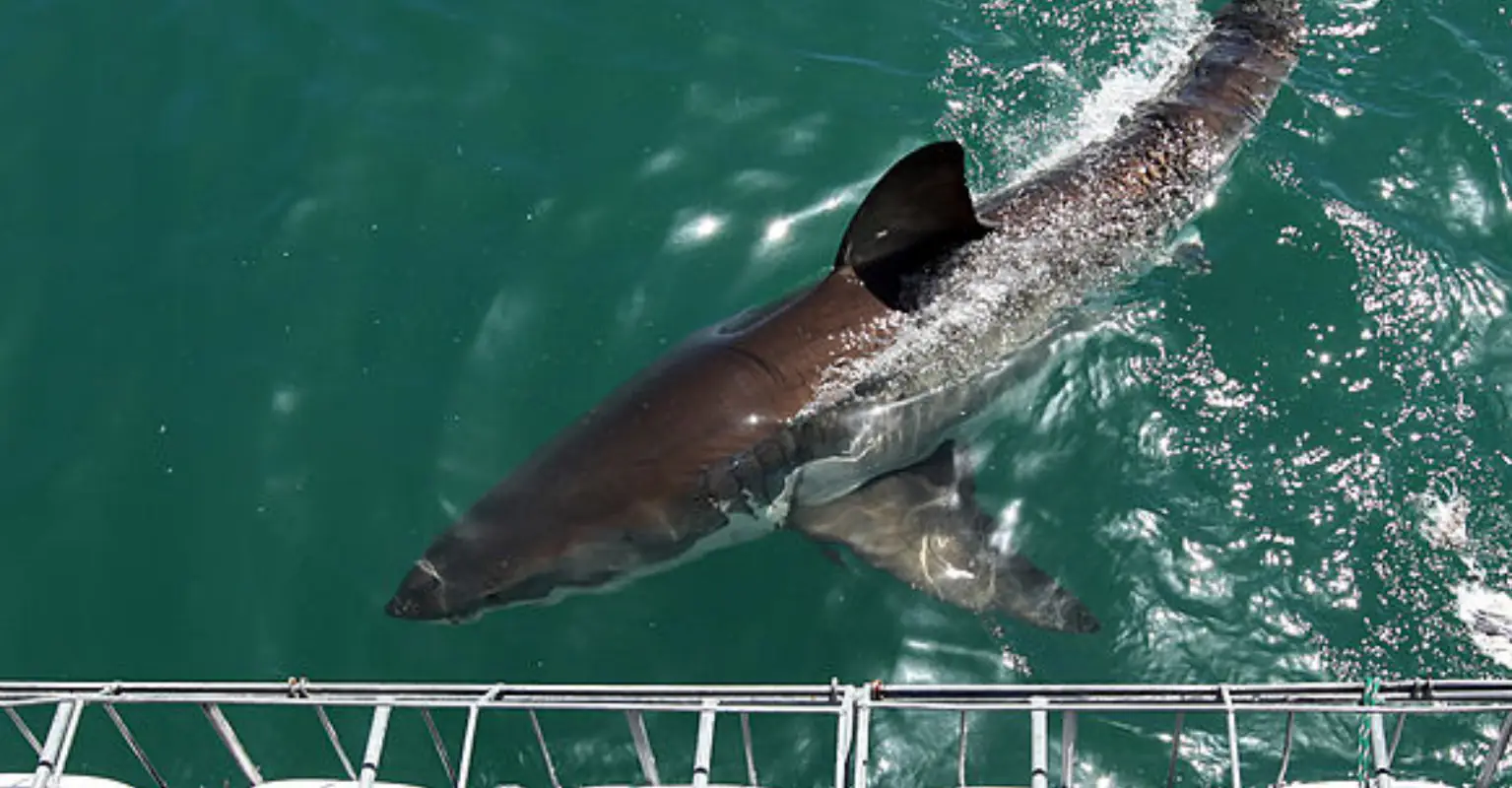 Great white shark carcass discovered in creepy abandoned wildlife park
