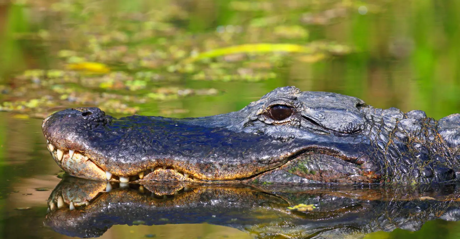 Florida woman, 85, killed trying to save her dog from a 10ft alligator