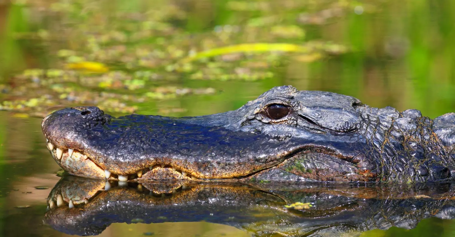 Florida woman, 85, killed trying to save her dog from a 10ft alligator