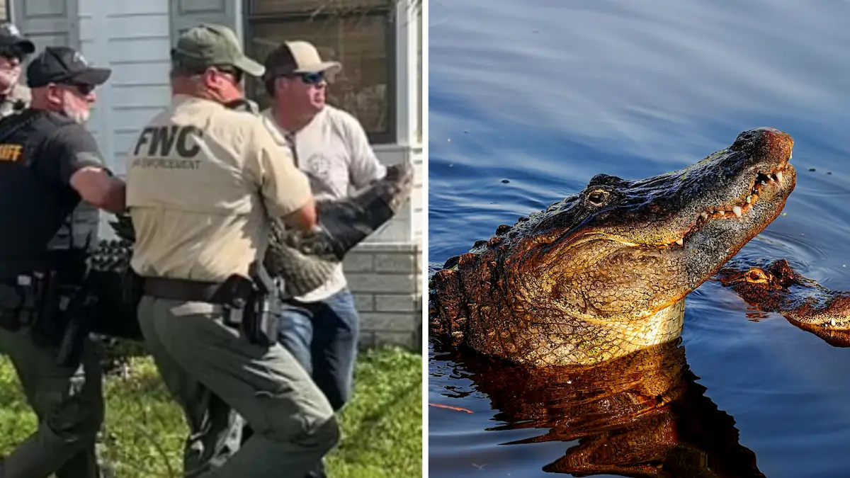 Florida woman, 85, killed trying to save her dog from an 10ft alligator