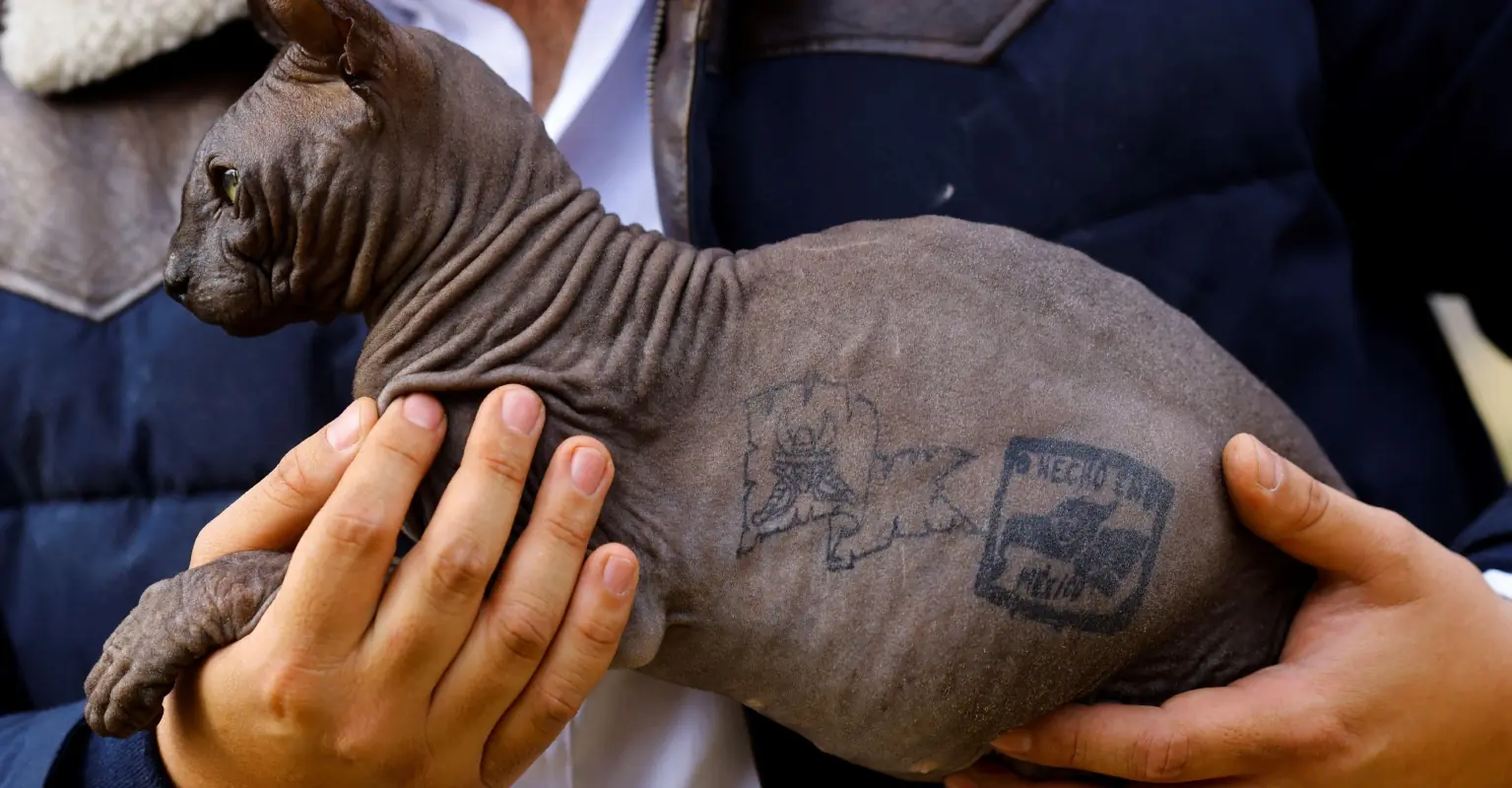 Sphynx cat tattooed by Mexican prisoners is rescued and up for adoption