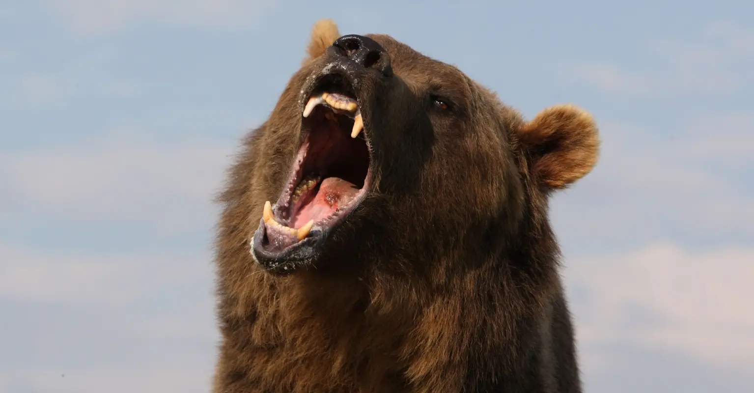 Cocaine Bear: The true story that inspired hit new horror movie