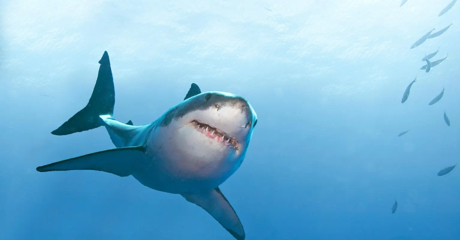 Woman apologizes after backlash for cooking and eating great white shark