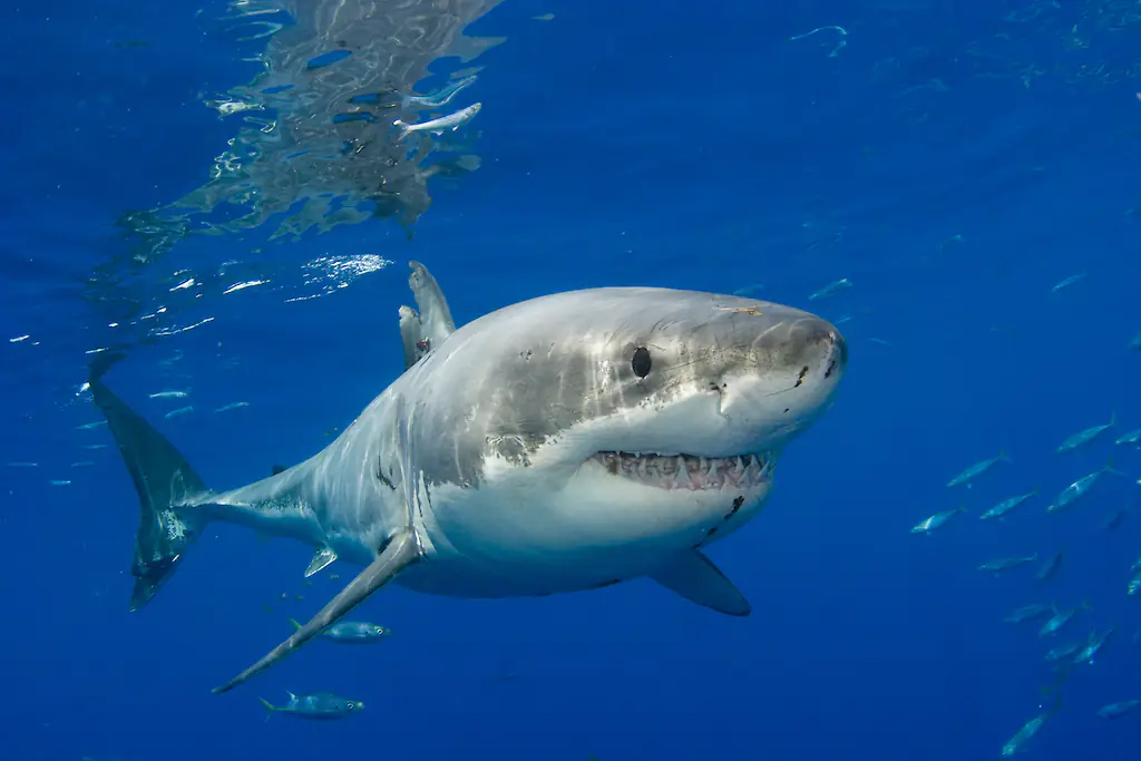 wp-image-1263199973 size-full