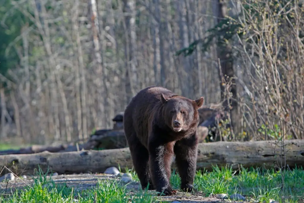 wp-image-1263198522 size-large