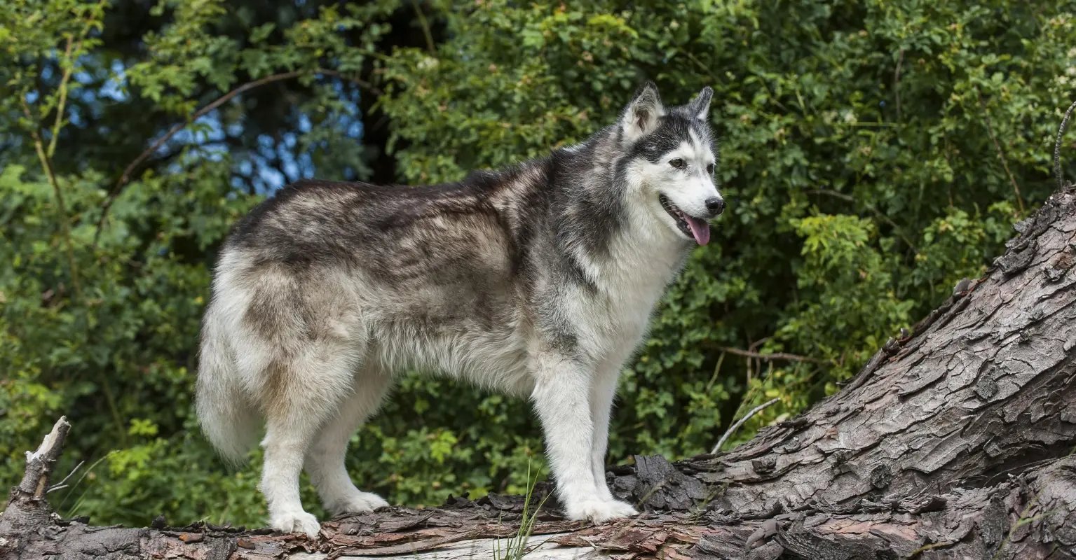 People are furious as hunter who killed husky is given 'ridiculous' light sentence