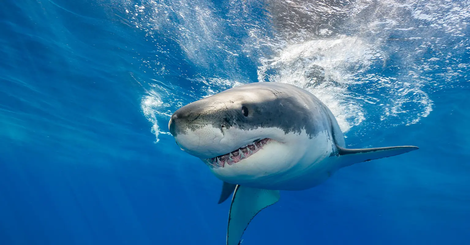 Missing man's body found inside a shark