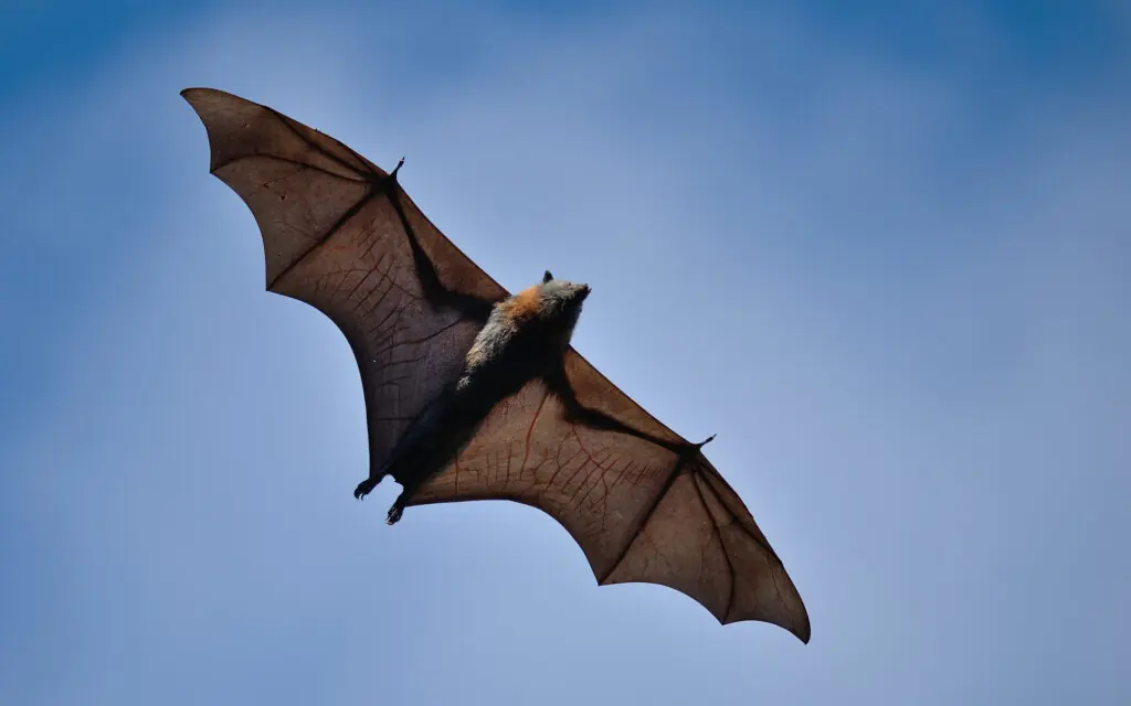 People stunned to learn viral photo of giant 'megabat' is actually real - Article Image 2