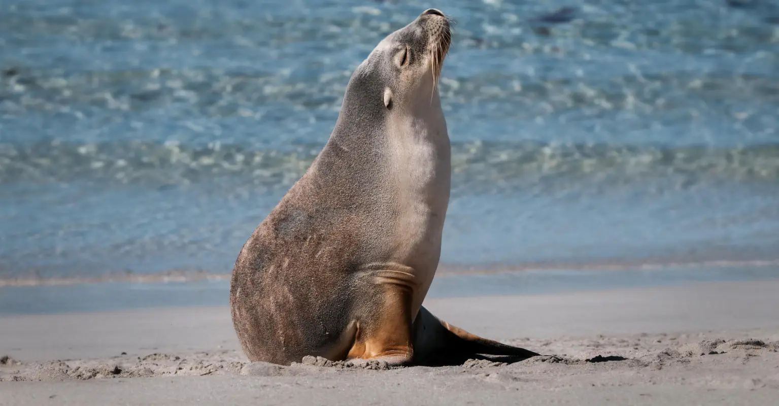 Lifeguard praised after telling girl 'throwing stones at sea lion' to leave the beach