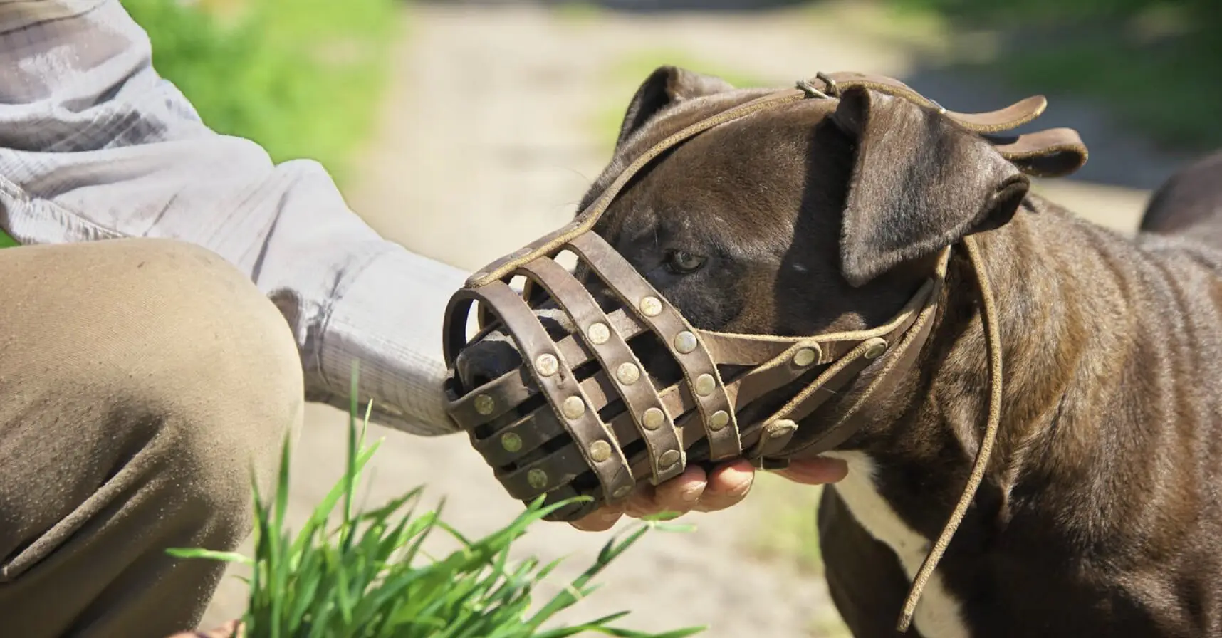 Girl, 6, in need of 1,000 stitches 'won't be able to smile again' after pit bull attack