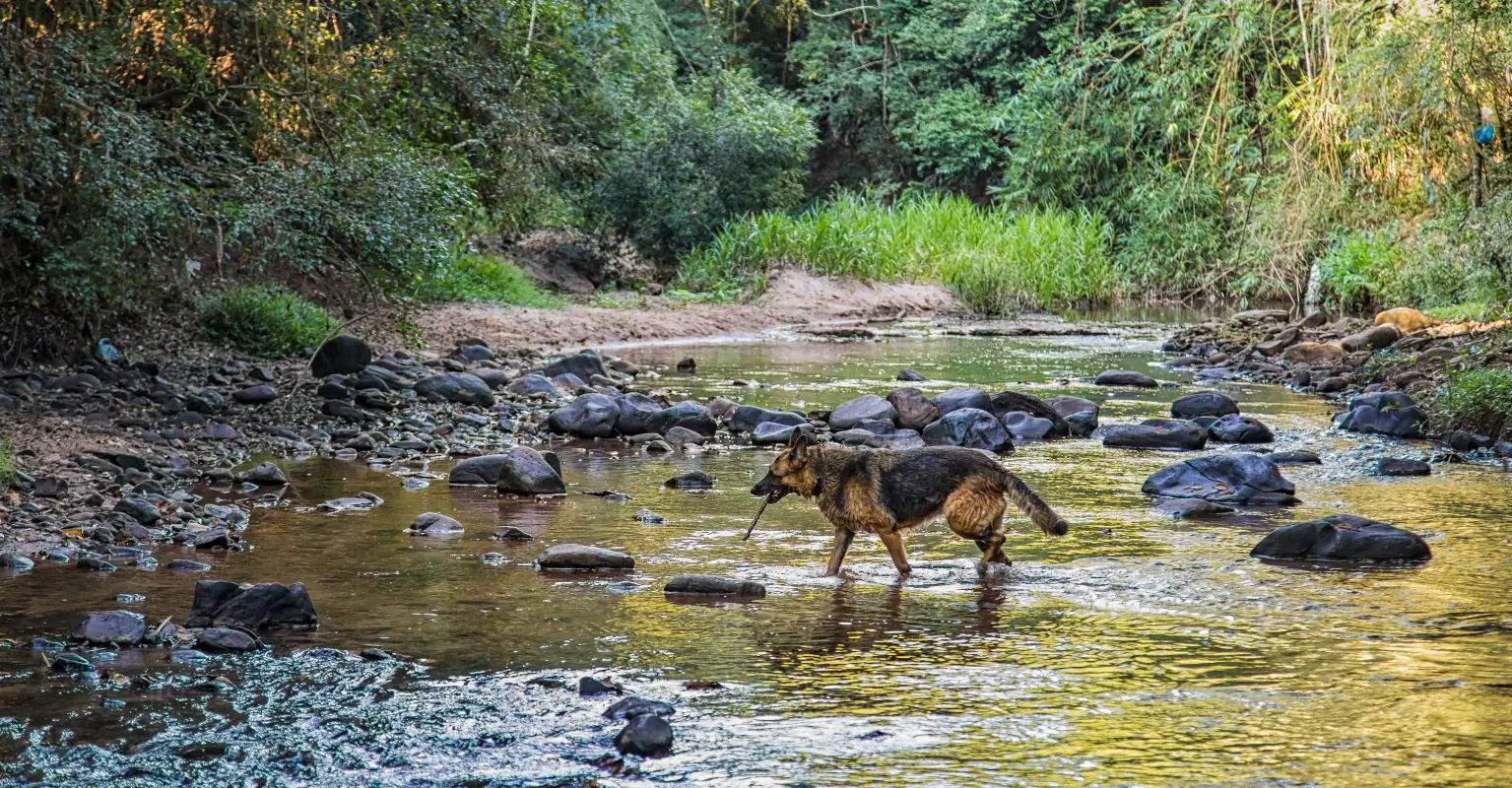 Hunter arrested after killing and skinning family's two dogs that 'he thought were coyotes'