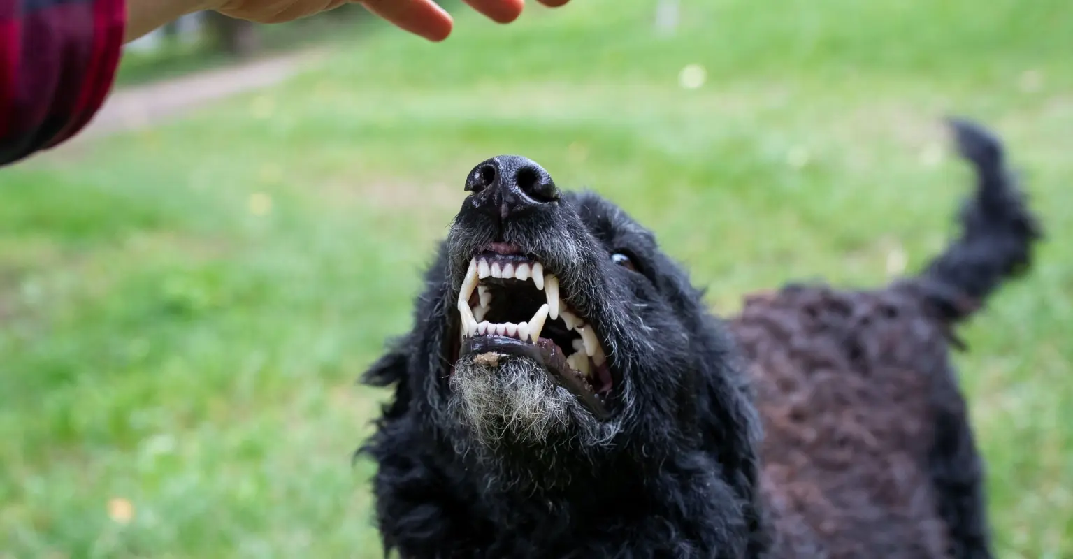 Woman who had face torn off by dogs shows off results of reconstructive surgery