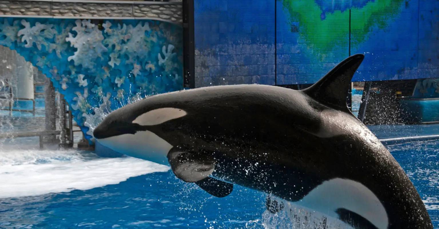 Killer whale kept in captivity for 50 'miserable' years to finally be freed