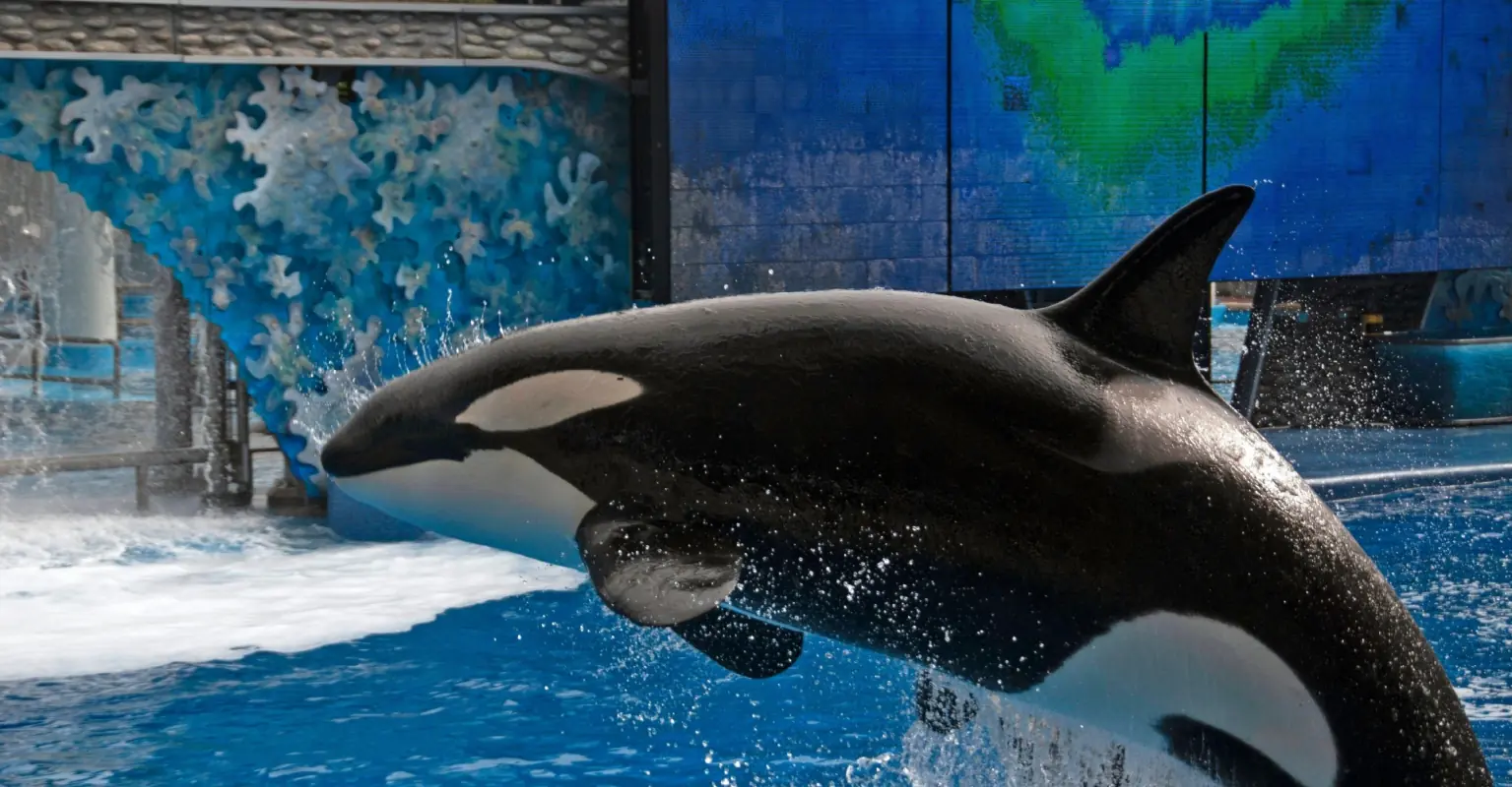 Killer whale kept in captivity for 50 'miserable' years to finally be freed