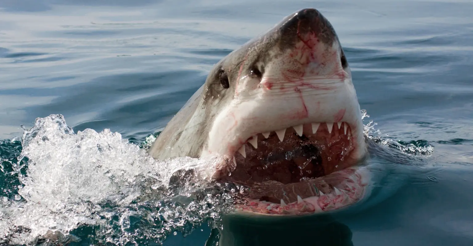 11ft great white shark found with bite mark likely caused by an even larger predator