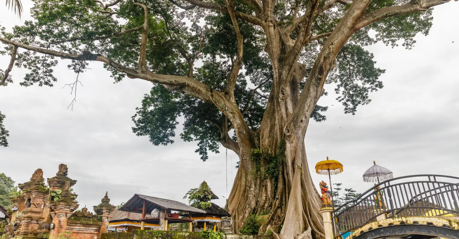 Influencer reportedly faces deportation from Bali after posing nude against a sacred tree