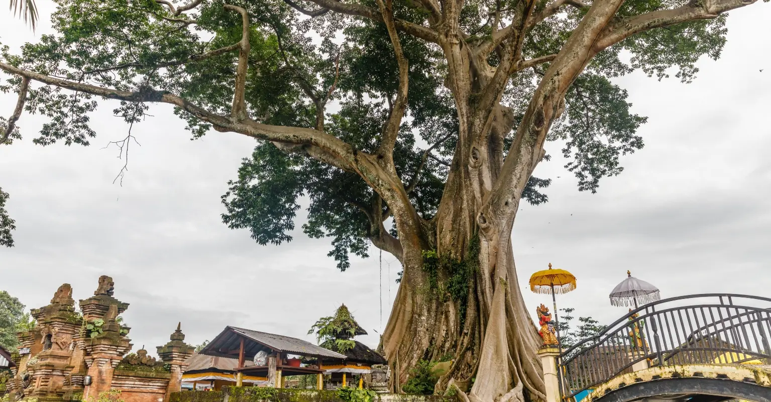 Influencer reportedly faces deportation from Bali after posing nude against a sacred tree