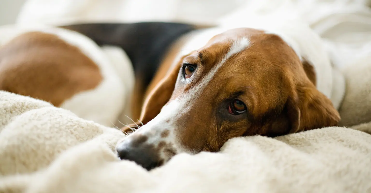 Rescue dog recovers from alcohol addiction after owner's death