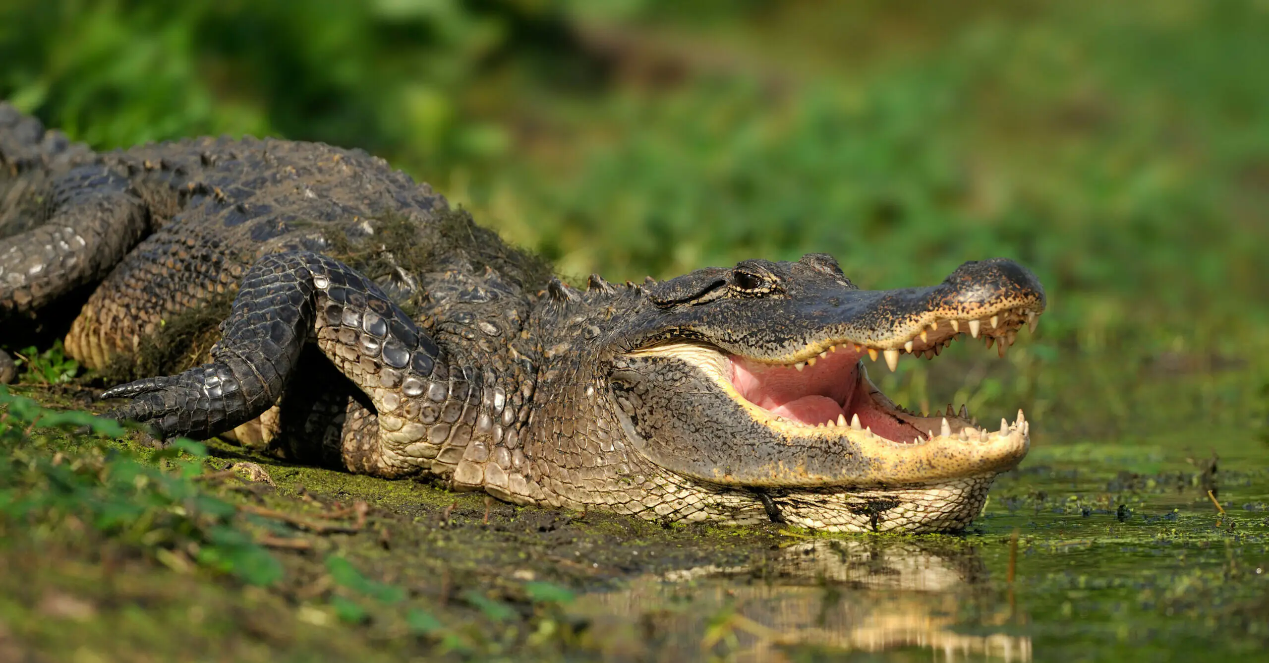Missing 2-year-old boy found in mouth of alligator after mother was murdered at home