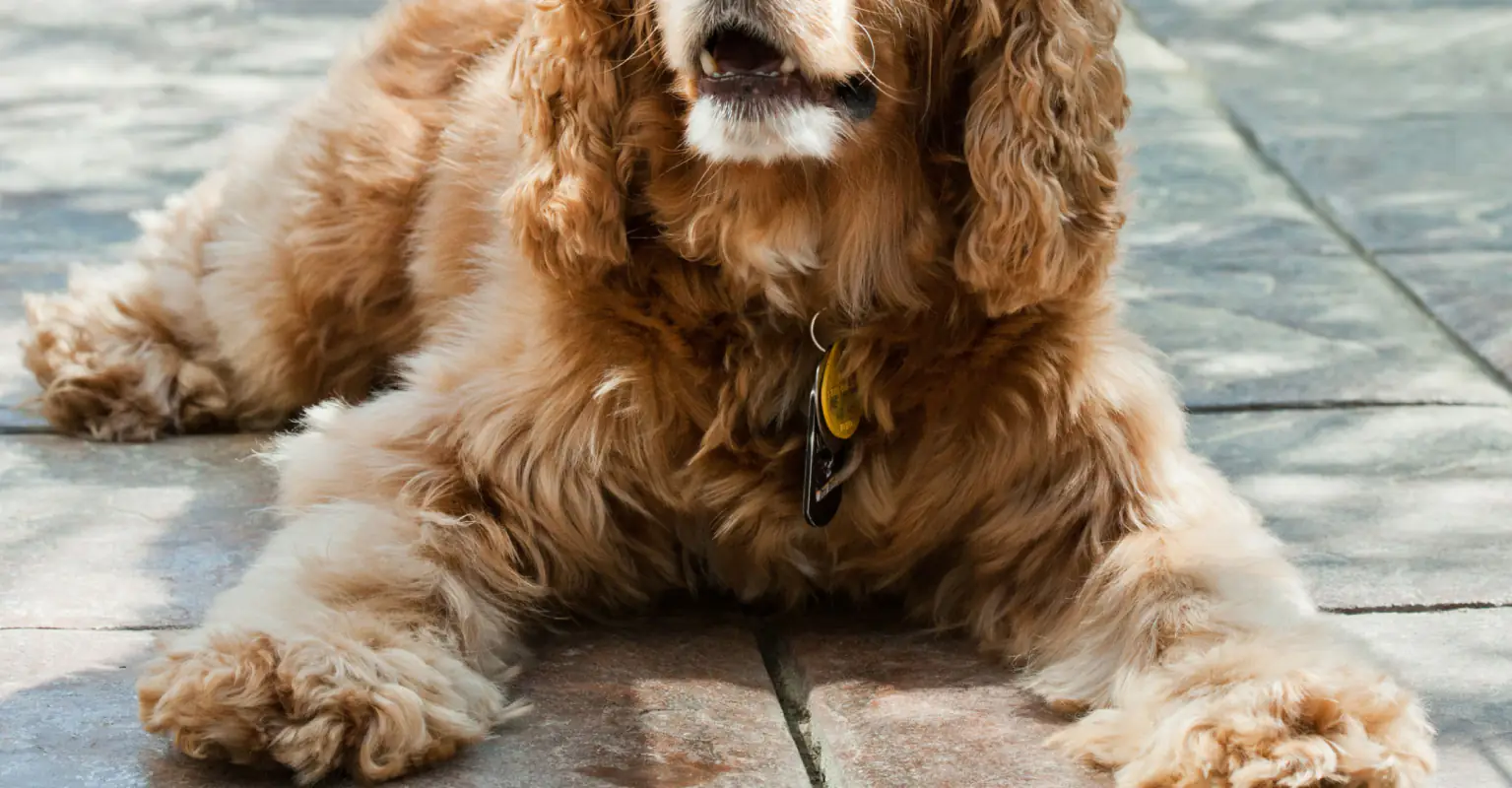 Mom responds to backlash after revealing she kept family dog that bit her daughter's face