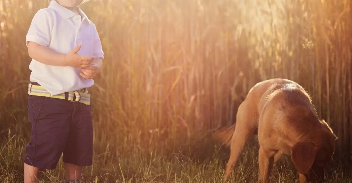 Video reveals dramatic moment lost 4-year-old boy and his faithful Labrador are rescued from woods