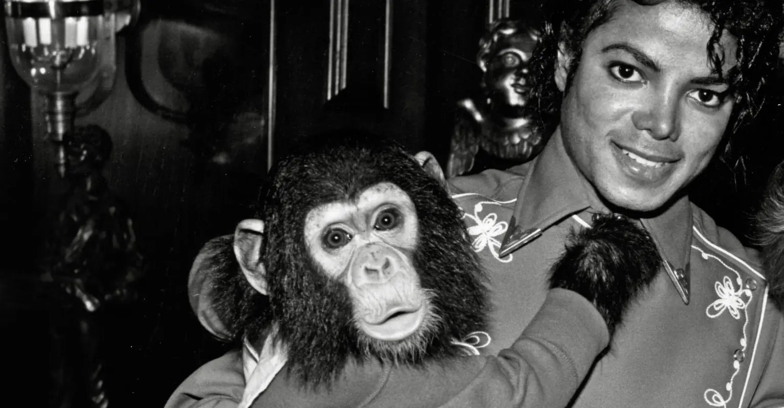 Michael Jackson's pet chimp Bubbles celebrates 40th birthday