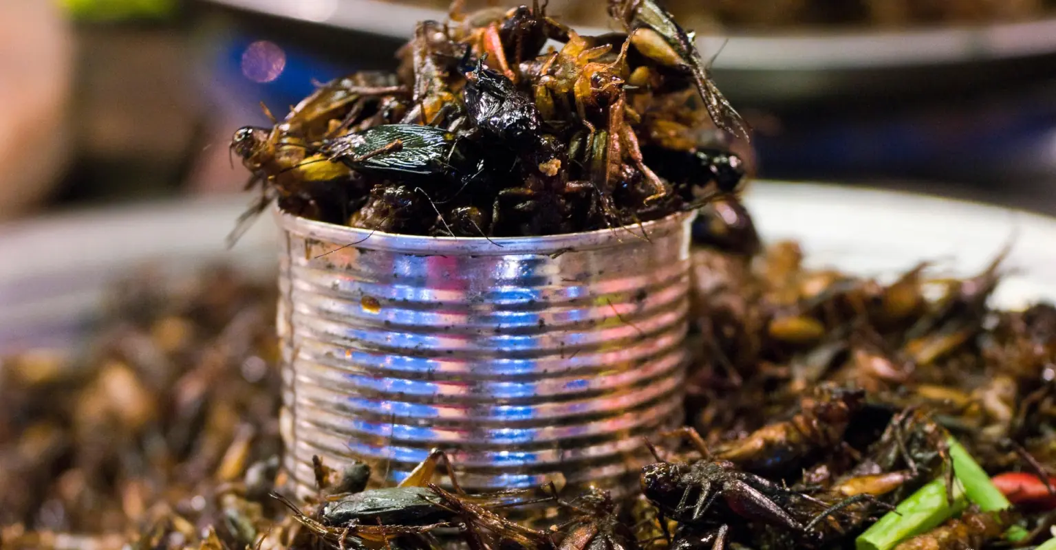 Mom admits she's saved hundreds on food bills after feeding daughter crickets